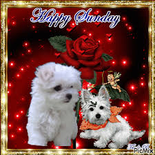 Puppy Happy Sunday Happy Sunday Images Sunday Greetings Good Morning Happy Saturday