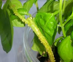 If the spots are feces, then the leaf miners might have eaten your basil leaves. Root Awakening Home Design News Top Stories The Straits Times