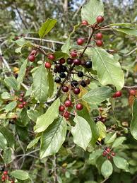 Image result for Agrocharis pedunculata