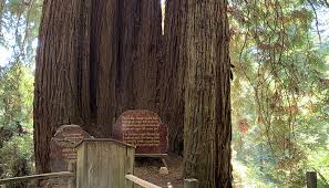 Redwood Trees Trees Of Mystery