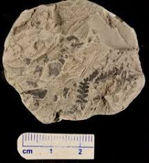 Image result for Gleichenia elongata