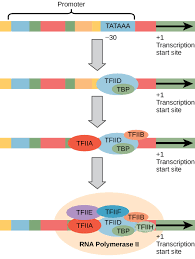 7 5b The Promoter And The Transcription Machinery Biology Libretexts