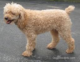 Miniature Poodle Dog Breed Information And Pictures