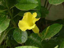 Pentalinon Luteum Wild Allamanda