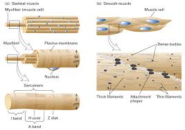 Smooth muscle histology and diagram (inlet). Muscles