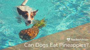 Maybe you would like to learn more about one of these? Can Dogs Eat Cashews Here S Everything You Need To Know Pawlicy Advisor