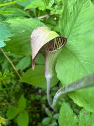 Image result for Arisaema