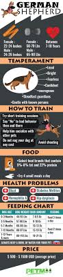 Ascii characters only (characters found on a standard us keyboard); German Shepherd Dog Breed Information And Health Problems Petmoo