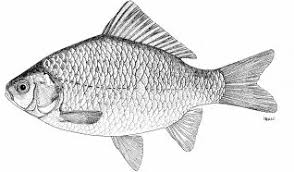 List Of Fish: Fish Guide On How To Catch And Sell Price | Animal Crossing:  New Horizons (Switch)｜Game8