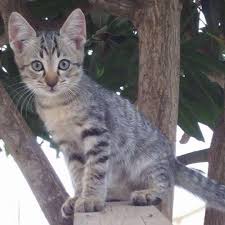 If you're considering adopting from snap cats, you must fill out an adoption application first. Cats For Adoption Malaysia Kahanan