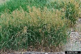 Image result for Bromus  inermis