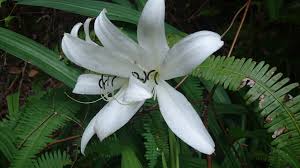 Image result for Crinum walteri