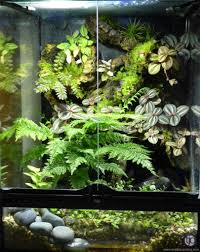 Lorenzo Viv P1020862 Frog Terrarium Tree Frog Terrarium Reptile Habitat