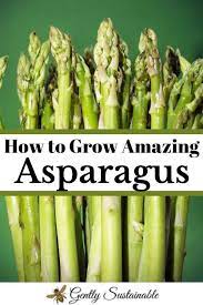How To Grow And Harvest Asparagus Gently Sustainable Asparagus Plant Asparagus Growing Asparagus