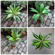 We did not find results for: Tanaman Hias Daun Plastik Gelombang Cinta Artificial X13 Lazada Indonesia