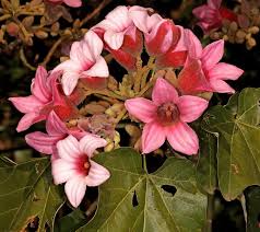 Image result for Brachychiton