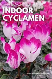 Image result for Cyclamen persicum bulb