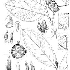 Image result for Annickia lebrunii