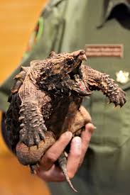 The brilliant king of the jungle. Debating Whether Reptiles Or Amphibians Should Be House Pets The New York Times