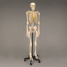 This anatomy chart is ideal for higher education or patient consultation. Somso Human Female Skeleton Rod Supported Carolina Com