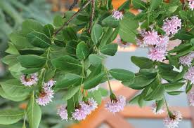 Image result for Dais cotinifolia