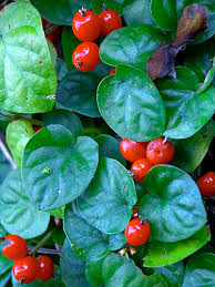 Image result for Geophila repens