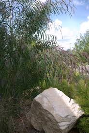 Image result for Agonis