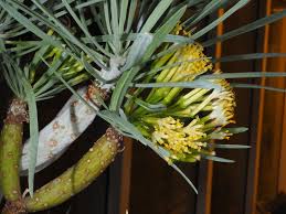 Image result for Kleinia