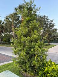 Image result for Podocarpus