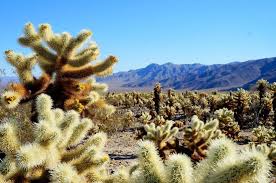 It's not rugged trails or exposed ridges that the trail focuses on teaching hikers why the cholla cactus garden is so unique and what adaptations plants and animals have developed to live here. Cholla Cactus Garden Joshua Tree Nationalpark Aktuelle 2021 Lohnt Es Sich Mit Fotos