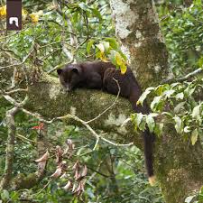 Mas Tamanos Brown Palm Civet Paradoxurus Jerdoni Flickr Intercambio De Fotos Canopy Outdoor Backyard Canopy Patio Canopy