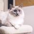 Are Ragdoll Cats Hypoallergenic? | Ragdoll Guide