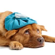 They are truly a member of your family. 24hr Vet In Cairns Cairns Emergency Vet After Hours Vet