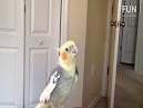 2 parrots singing and talking cockatiels on youtube <?=substr(md5('https://encrypted-tbn0.gstatic.com/images?q=tbn:ANd9GcTZj5wzqjYKBRUQAQX3gzySpPcttP41V7XjRtkPb0tEu1FEqXccWJjmEwo'), 0, 7); ?>