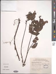 Image result for Elatostema welwitschii