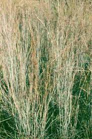 Image result for Sporobolus agrostoides