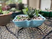 Vintage Succulent Plant & Sip Workshop