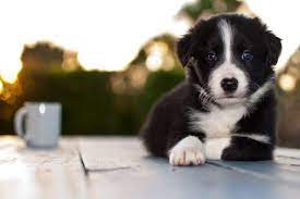 Coffee With Border Collie Puppy Florida Border Collie Puppies Border Collie Collie