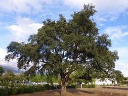 Image result for Quercus suber