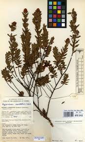 Image result for Hypericum revolutum