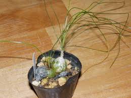 Image result for Litanthus pusillus