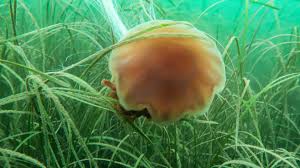 Image result for Zosteraceae