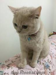 Kedi Trabzon