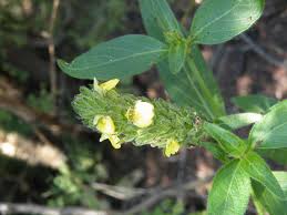 Image result for Justicia flava