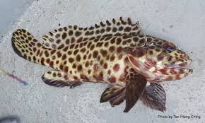 Name of malaysia edible fish & fish eating concern, fish name in malaysia & mercury in fish. Groupers Talk About Fish