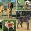 Great pyrenees puppies are known as a majestic dog that was used traditionally for protecting livestock (especially sheep). 1