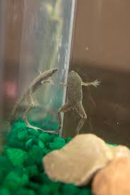 The demand for pet reptiles and amphibians has never been greater. Joyful Pets That Teach Kids Easy Responsibility Powered By Mom