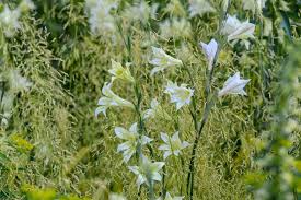 Image result for Gladiolus pretoriensis