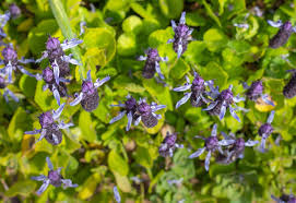 Image result for Coleus caninus