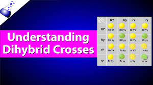 A dihybrid cross is one that deals with two pairs of contrasting traits at the same time since there are 2 presentation creator create stunning presentation online in just 3 steps. 14 Practice Problems To Add To Your Genetics Study Guide